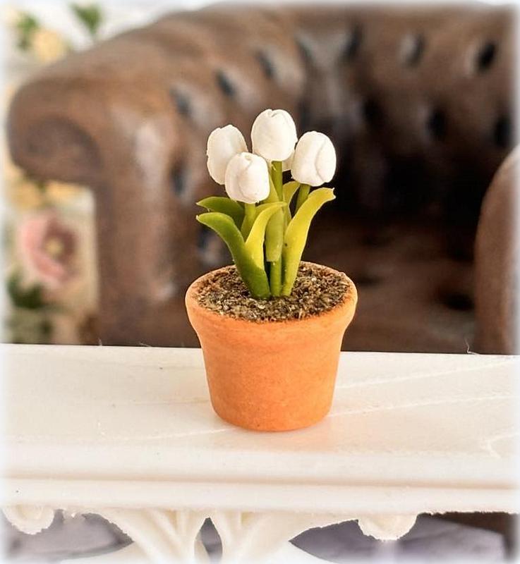 Dollhouse white tulip in potplant flower