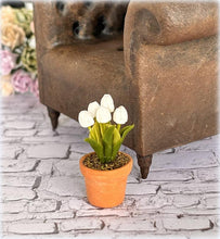 Dollhouse white tulip in potplant