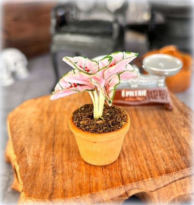Pink and Green Caladium in Pot - Miniature