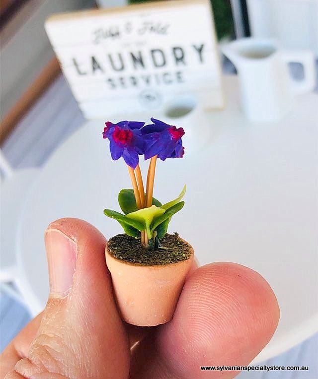 Cyclamen Purple - Miniature