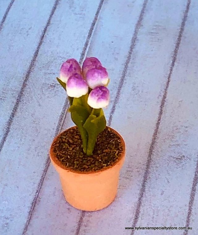 Miniature Purple Tulip in pot - Purple