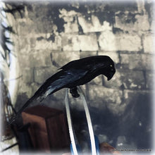 Dollhouse haunted gothic house apothecary black crow bird