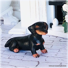 Dachshund Dog - Sitting - Miniature