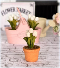 White Tulip in Pot - Miniature