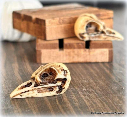 Dollhouse museum display bird skull

