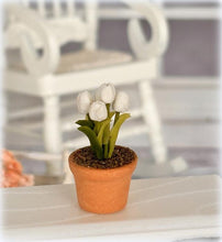 Dollhouse white tulip in potplant