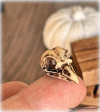 Bird Skull x 1 - Miniature