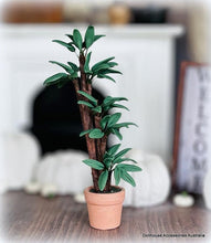 Potted Houseplant - Miniature