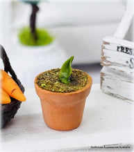 Dollhouse Seedling in pot garden miniature