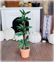 Potted Houseplant - Miniature