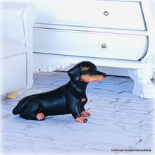 Dachshund Dog - Sitting - Miniature