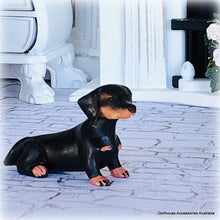 Dachshund Dog - Sitting - Miniature