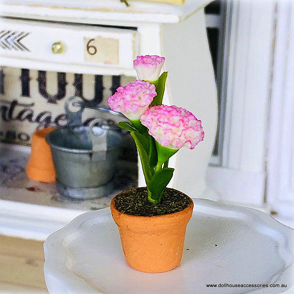 Dollhouse pink and white carnation flower