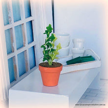 Green Wavy Leaf Houseplant in Pot - Miniature