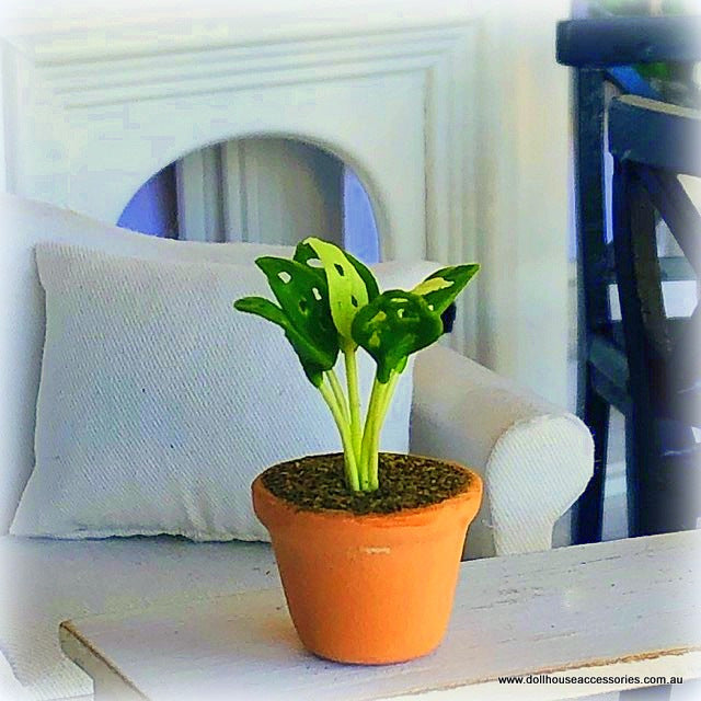 Dollhouse monstera plant