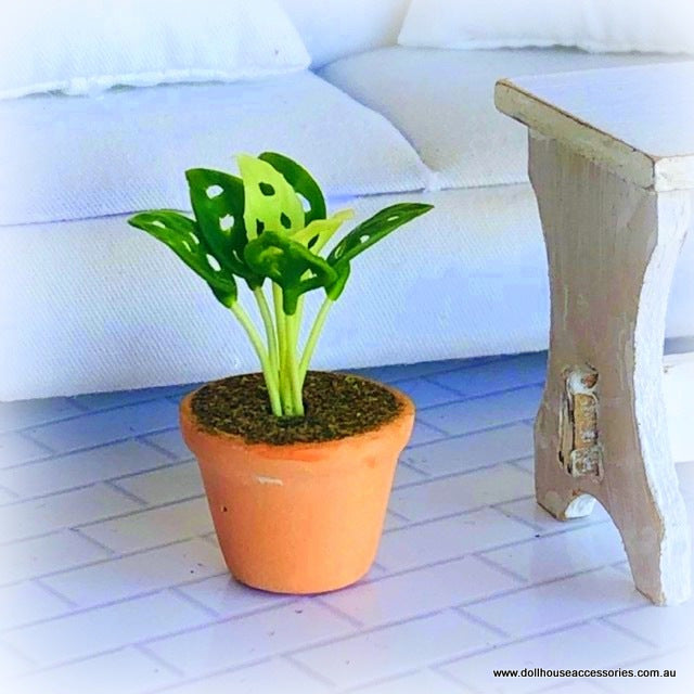 Dollhouse monstera plant