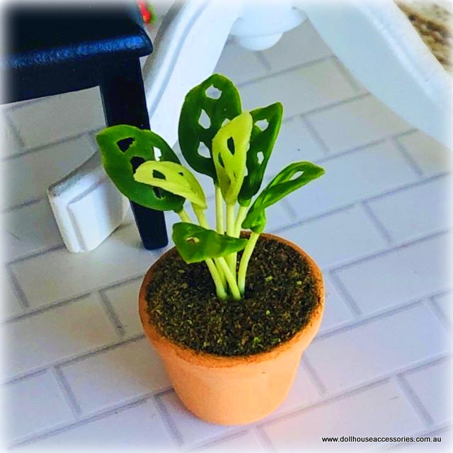 Dollhouse monstera plant