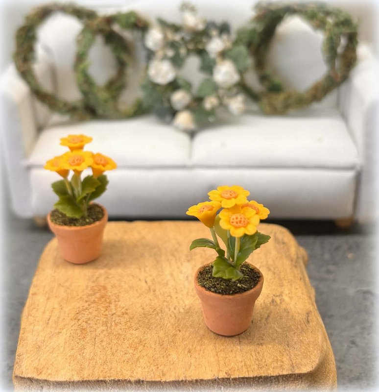 Dollhouse gerbera yellow houseplant
