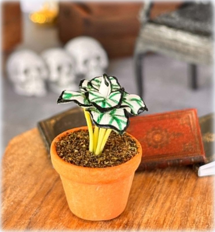White and Green Caladium in Pot - Miniature