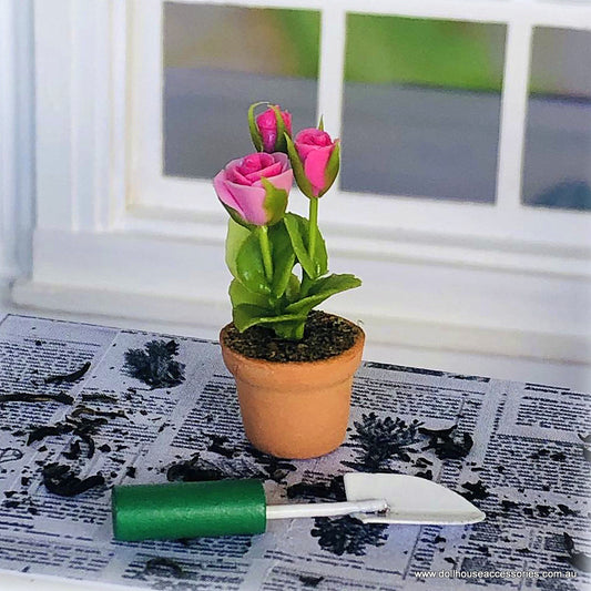 Dollhouse pink rose in pot plant