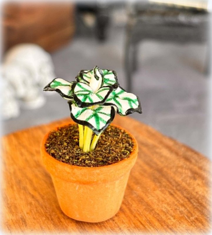 White and Green Caladium in Pot - Miniature