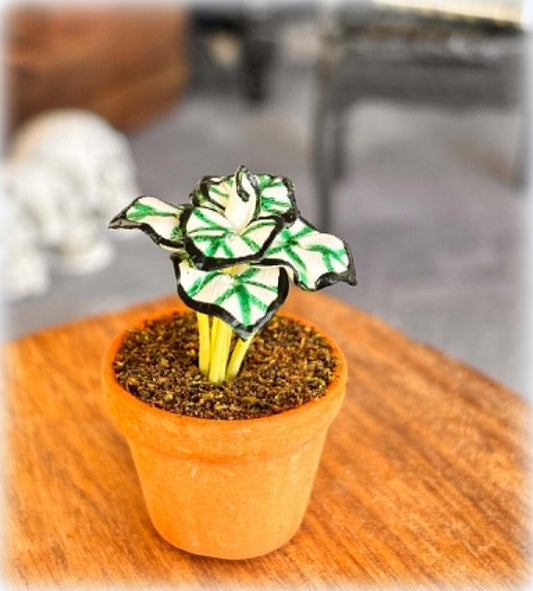 White and Green Caladium in Pot - Miniature
