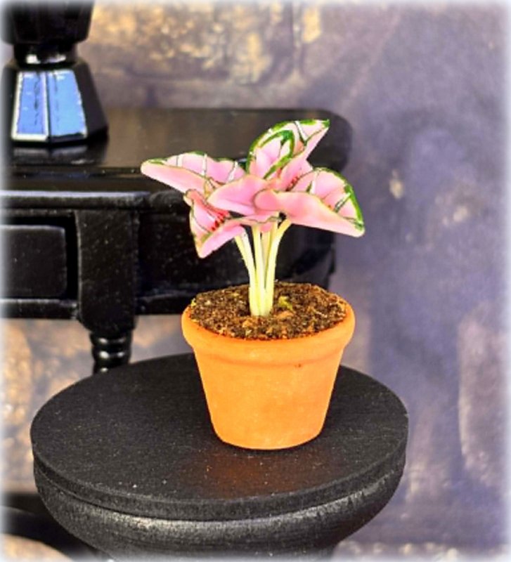Pink and Green Caladium in Pot - Miniature