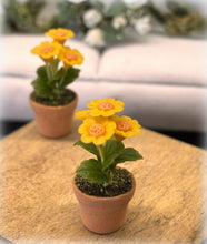 Dollhouse gerbera yellow houseplant