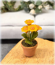 Dollhouse gerbera yellow houseplant