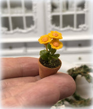 Dollhouse gerbera yellow houseplant
