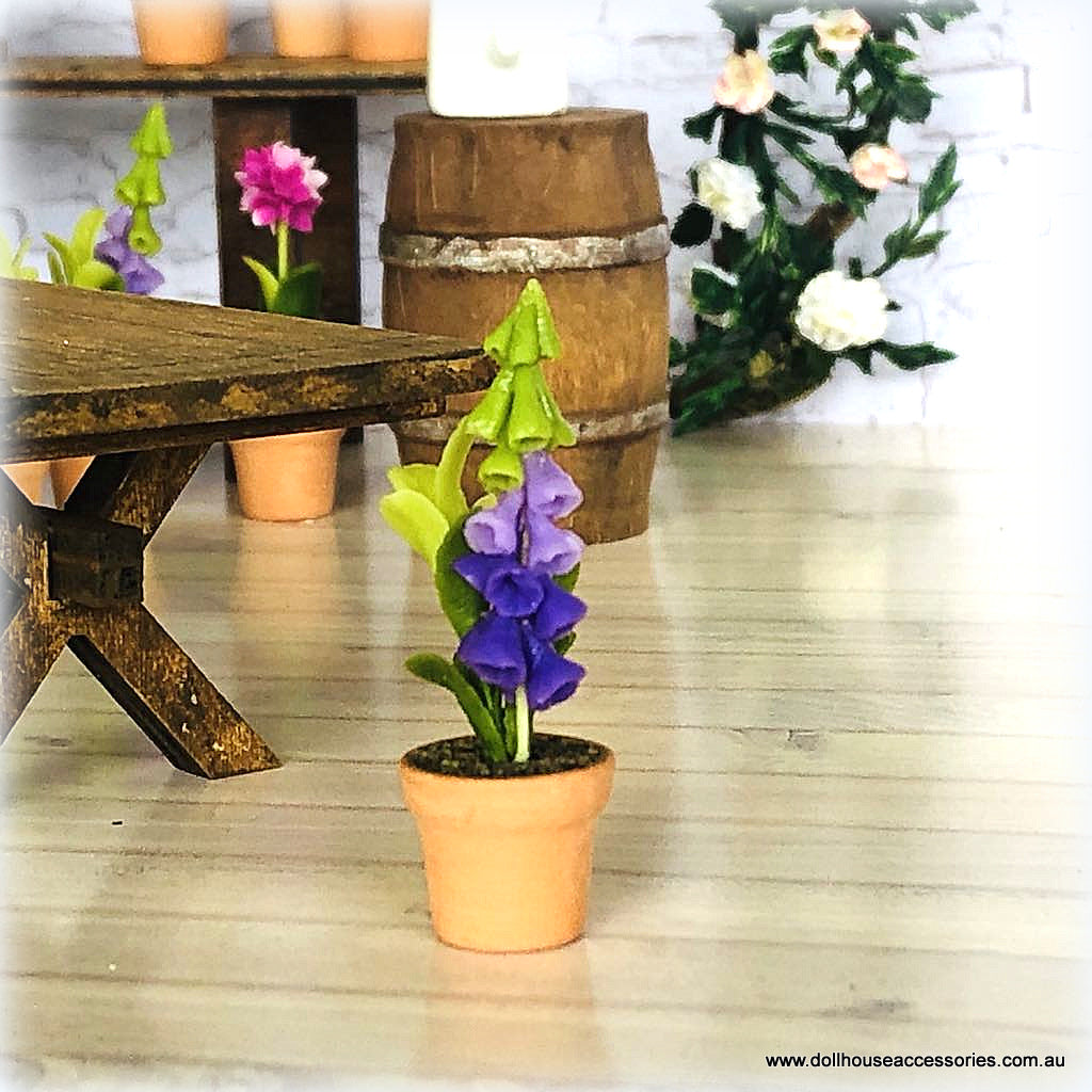 Purple Foxglove in Pot - Miniature