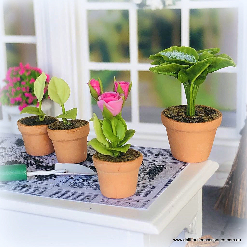 Dollhouse pink rose in pot plant