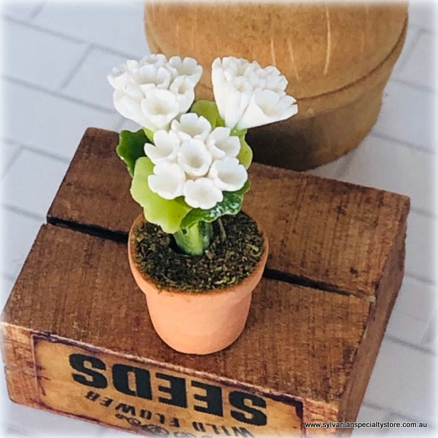 White Flower in Pot - Miniature