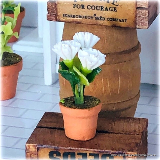 Dollhouse White Flower in potted plant
