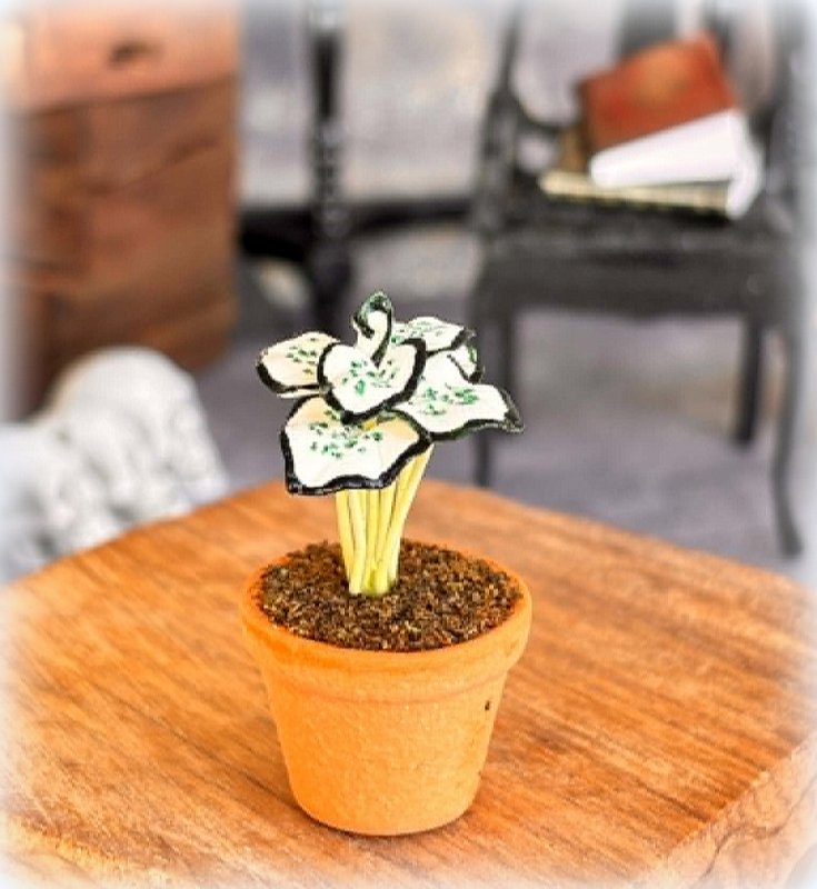 Dollhouse White Caladium potted plant