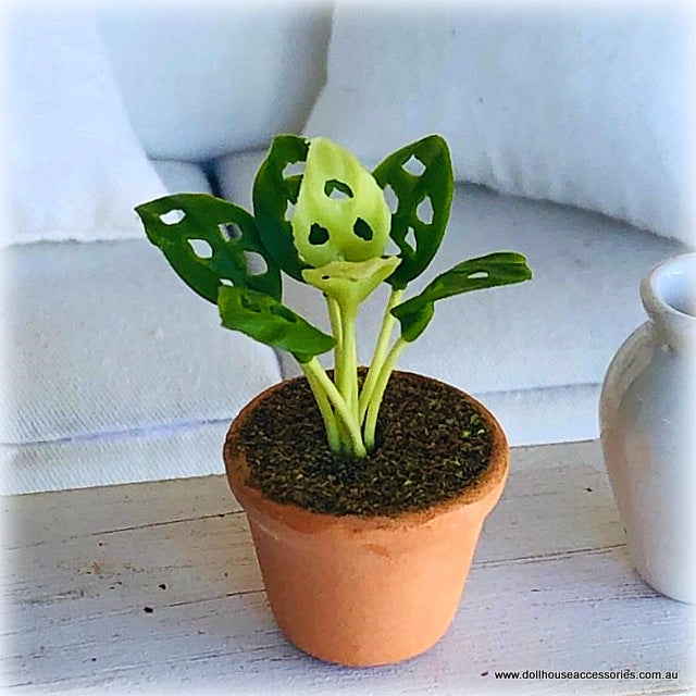 Mini Monstera in Pot - Miniature