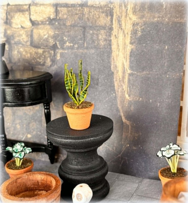 Snake Plant in Pot - Miniature