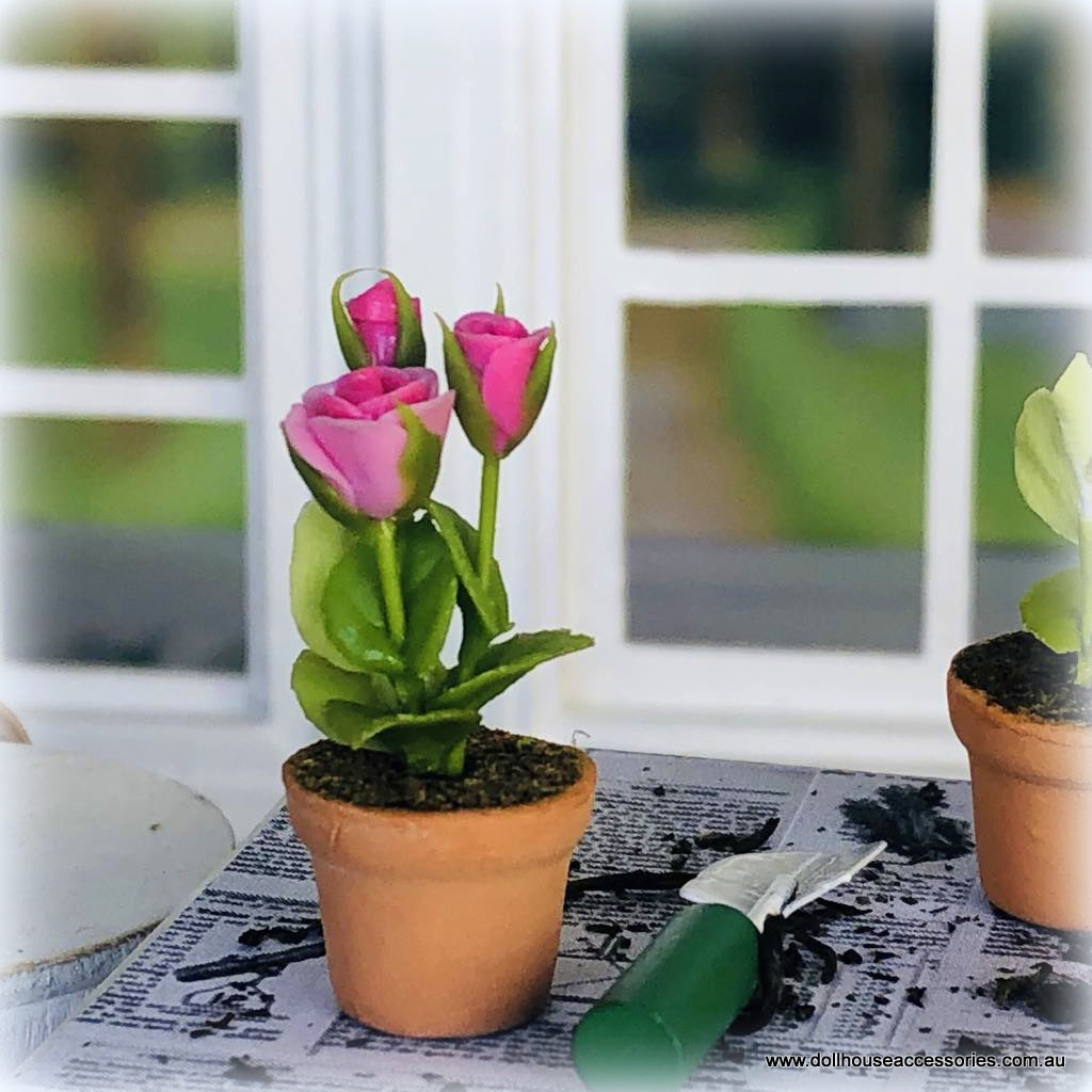 Dollhouse pink rose in pot plant