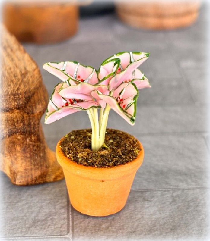 Dollhouse pink and green caladium potted plant garden