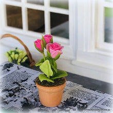 Dollhouse pink rose in pot plant