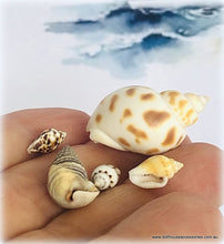 Dollhouse miniature tiny sea shells nautical diorama