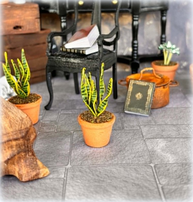 Snake Plant in Pot - Miniature