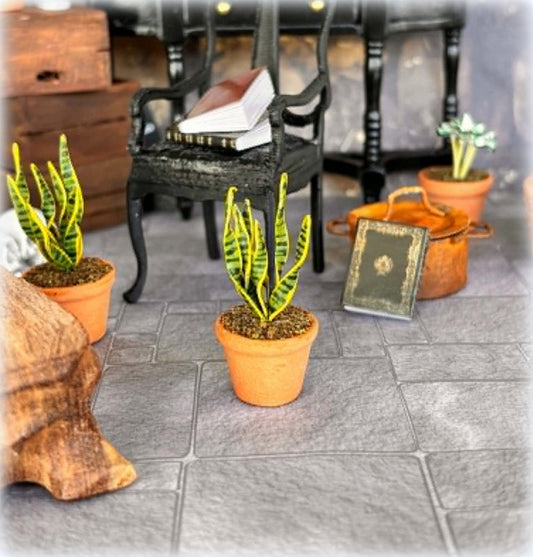 Snake Plant in Pot - Miniature