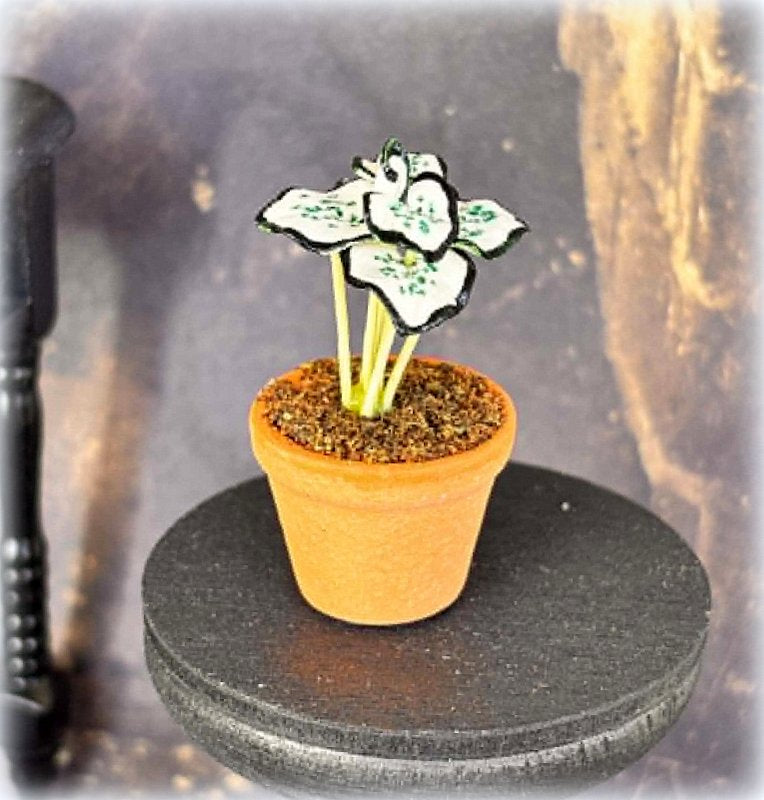 Dollhouse White Caladium potted plant