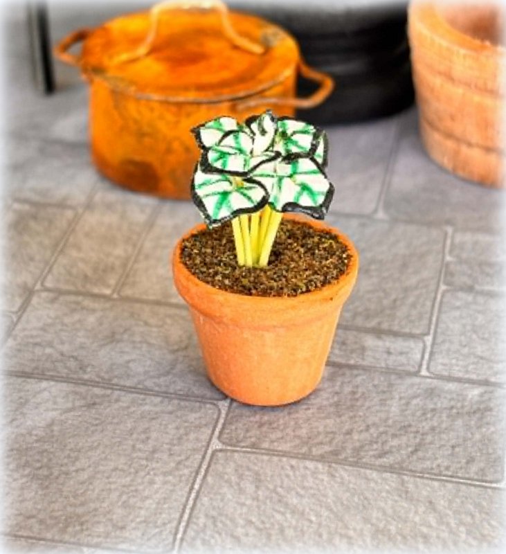 White and Green Caladium in Pot - Miniature