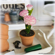 Pink and White Carnation in Pot - Miniature