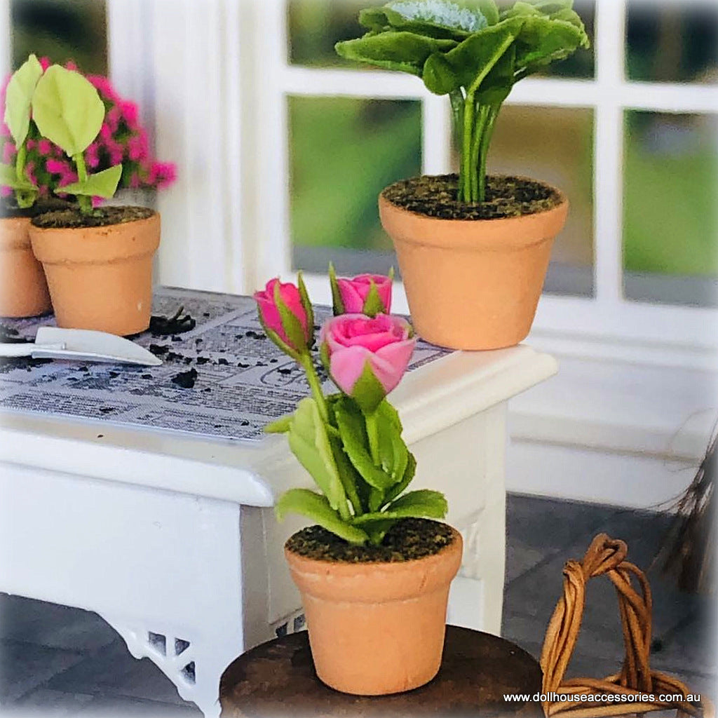 Dollhouse pink rose in pot plant