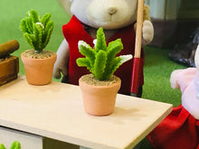 Cactus plant - Miniature