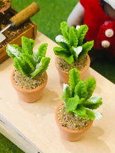 Cactus plant - Miniature