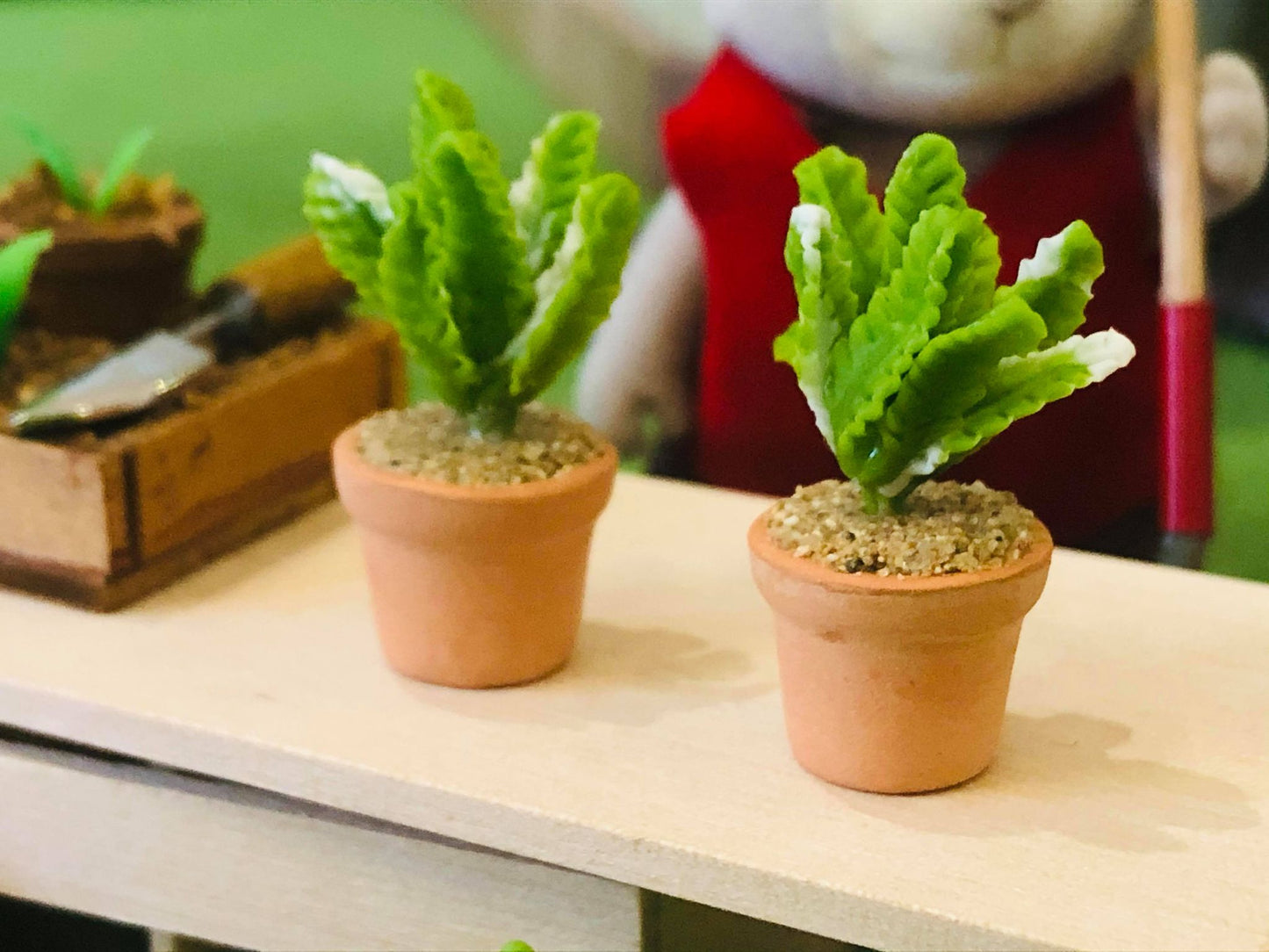 Cactus plant - Miniature